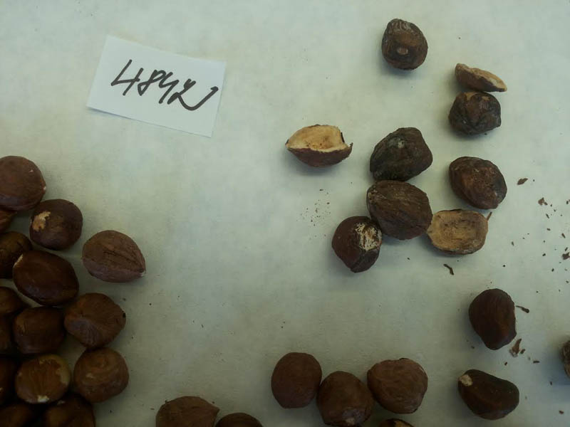 Lieskové orechy, suché škrupinové plody lúpané 100g Lieskové orechy, suché škrupinové plody lúpané 100g