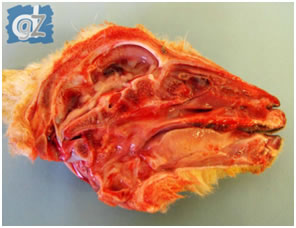 Obr. 3. Cerebrálna hypoplazia a hydroencefalopathia u jahniat