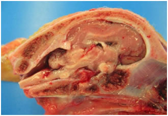 Obr. 3. Cerebrálna hypoplazia a hydroencefalopathia u jahniat