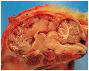 Obr. 3. Cerebrálna hypoplazia a hydroencefalopathia u jahniat